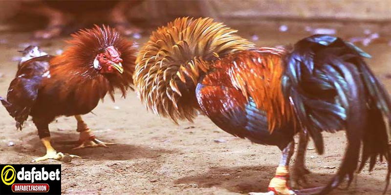 Cộng đồng đá gà đòn rộng rãi trên toàn quốc