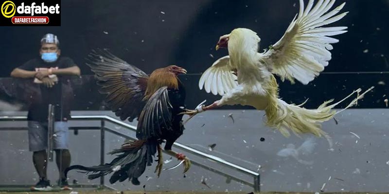 Hướng dẫn chọn kê tại dafabet