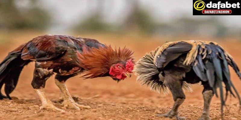 Quy trình huấn luyện đá gà đòn tại dafabet